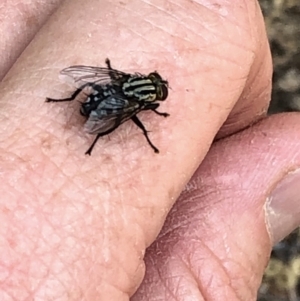 Sarcophagidae (family) at Aranda, ACT - 8 Dec 2019 03:40 PM