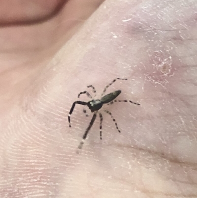 Helpis minitabunda (Threatening jumping spider) at Aranda, ACT - 8 Dec 2019 by Jubeyjubes