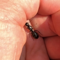 Camponotus sp. (genus) at Aranda, ACT - 8 Dec 2019