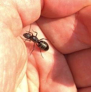 Camponotus sp. (genus) at Aranda, ACT - 8 Dec 2019