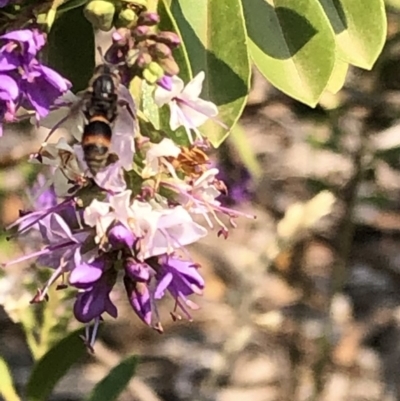 Eumeninae (subfamily) (Unidentified Potter wasp) at Aranda, ACT - 8 Dec 2019 by Jubeyjubes