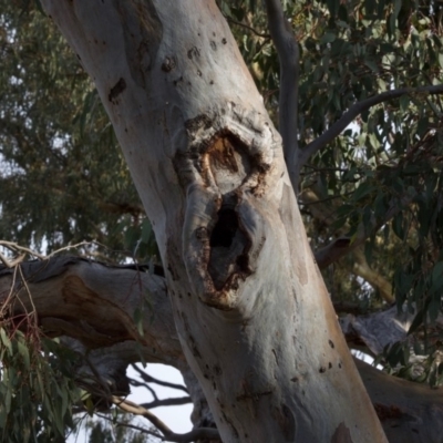 Eucalyptus blakelyi (Blakely's Red Gum) at Hughes, ACT - 8 Dec 2019 by ebristow