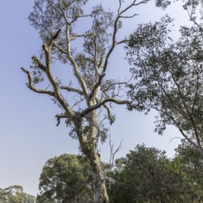 Eucalyptus blakelyi (Blakely's Red Gum) at Garran, ACT - 7 Dec 2019 by BIrdsinCanberra