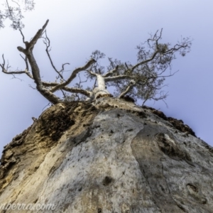 Eucalyptus blakelyi at Federal Golf Course - 8 Dec 2019