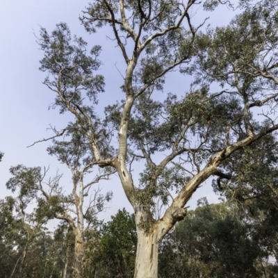 Eucalyptus blakelyi (Blakely's Red Gum) at Garran, ACT - 8 Dec 2019 by JonSteinbeck