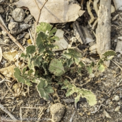 Hirschfeldia incana (Buchan Weed) at Garran, ACT - 7 Dec 2019 by BIrdsinCanberra
