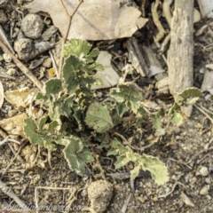 Hirschfeldia incana (Buchan Weed) at Federal Golf Course - 7 Dec 2019 by BIrdsinCanberra