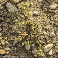 Paronychia brasiliana (Brazilian Whitlow) at Garran, ACT - 8 Dec 2019 by JonSteinbeck