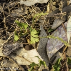 Lolium (genus) (Ryegrass) at Garran, ACT - 8 Dec 2019 by JonSteinbeck