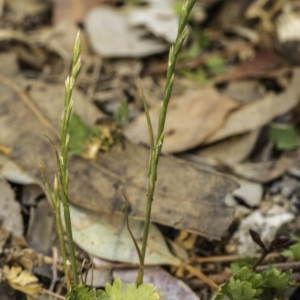 Lolium sp. at Garran, ACT - 8 Dec 2019 08:46 AM