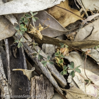 Oxalis sp. (Wood Sorrel) at Garran, ACT - 7 Dec 2019 by BIrdsinCanberra