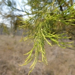 Exocarpos cupressiformis at Yass River, NSW - 8 Dec 2019