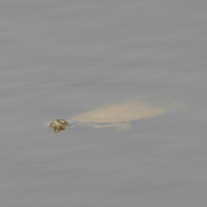 Chelodina longicollis at Yass River, NSW - 8 Dec 2019