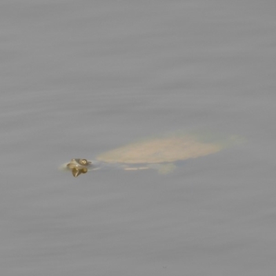 Chelodina longicollis (Eastern Long-necked Turtle) at Yass River, NSW - 8 Dec 2019 by SenexRugosus