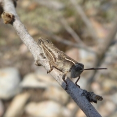 Phaulacridium vittatum (Wingless Grasshopper) at Yass River, NSW - 8 Dec 2019 by SenexRugosus