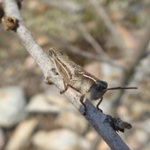 Phaulacridium vittatum at Yass River, NSW - 8 Dec 2019 01:48 PM