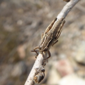 Phaulacridium vittatum at Yass River, NSW - 8 Dec 2019 01:48 PM