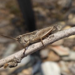 Phaulacridium vittatum at Yass River, NSW - 8 Dec 2019