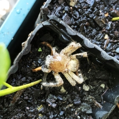 Sparassidae (family) (A Huntsman Spider) at Hughes, ACT - 17 Nov 2019 by ruthkerruish