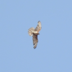 Falco berigora (Brown Falcon) at Rendezvous Creek, ACT - 7 Dec 2019 by KMcCue