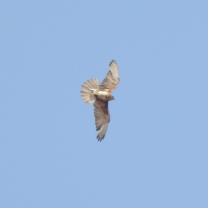 Falco berigora at Rendezvous Creek, ACT - 8 Dec 2019