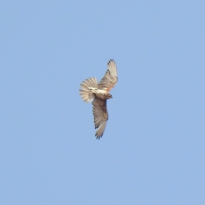 Falco berigora (Brown Falcon) at Rendezvous Creek, ACT - 7 Dec 2019 by KMcCue