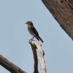 Petroica phoenicea (Flame Robin) at Rendezvous Creek, ACT - 8 Dec 2019 by KMcCue