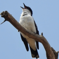 Lalage tricolor (White-winged Triller) at Rendezvous Creek, ACT - 8 Dec 2019 by KMcCue