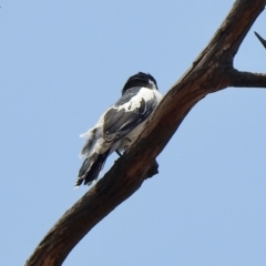 Lalage tricolor at Rendezvous Creek, ACT - 8 Dec 2019 10:43 AM