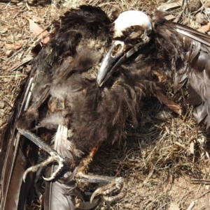 Corvus mellori at Rendezvous Creek, ACT - 8 Dec 2019