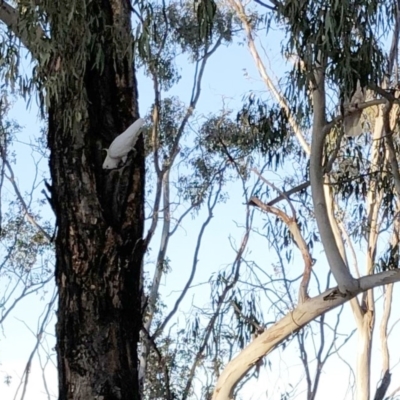Cacatua galerita (Sulphur-crested Cockatoo) at Garran, ACT - 5 Dec 2019 by ruthkerruish