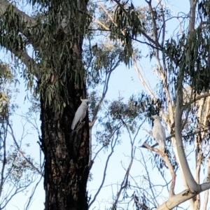 Cacatua galerita at Garran, ACT - 6 Dec 2019 07:00 AM