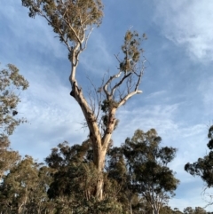 Eucalyptus blakelyi (Blakely's Red Gum) at Hughes, ACT - 6 Dec 2019 by ebristow