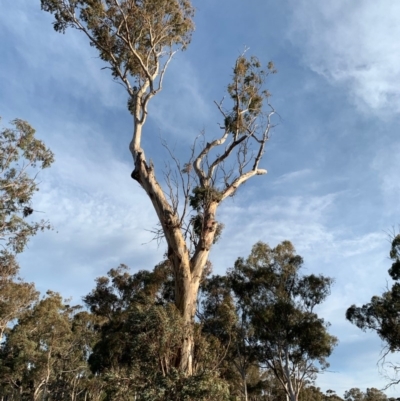 Eucalyptus blakelyi (Blakely's Red Gum) at Hughes, ACT - 6 Dec 2019 by ebristow