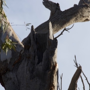 Eucalyptus blakelyi at Red Hill to Yarralumla Creek - 6 Dec 2019 05:47 PM