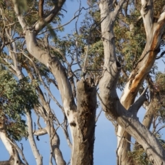 Eucalyptus blakelyi at Red Hill to Yarralumla Creek - 6 Dec 2019 05:47 PM