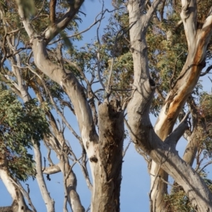 Eucalyptus blakelyi at Red Hill to Yarralumla Creek - 6 Dec 2019 05:47 PM