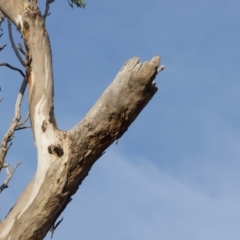 Eucalyptus blakelyi at Red Hill to Yarralumla Creek - 6 Dec 2019 05:47 PM