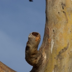 Eucalyptus blakelyi at Red Hill to Yarralumla Creek - 6 Dec 2019 05:50 PM