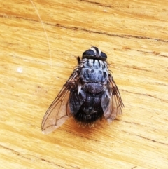 Rutilia (Rutilia) sp. (genus & subgenus) (Bristle fly) at Hughes, ACT - 8 Dec 2019 by ruthkerruish