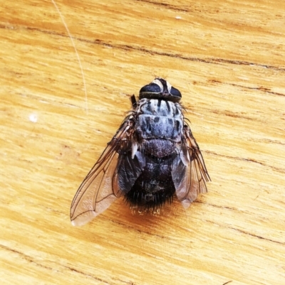 Rutilia (Rutilia) sp. (genus & subgenus) (Bristle fly) at Hughes, ACT - 8 Dec 2019 by ruthkerruish