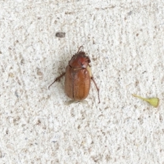 Antitrogus morbillosus (Tableland pasture scarab) at Hughes, ACT - 8 Dec 2019 by ruthkerruish