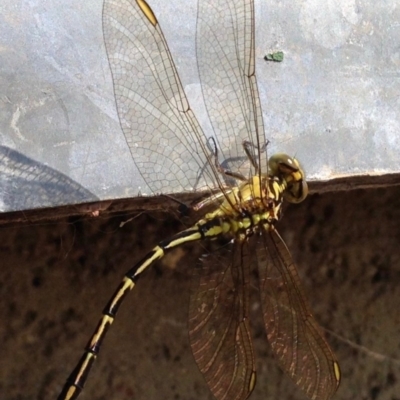 Austrogomphus guerini (Yellow-striped Hunter) at Rendezvous Creek, ACT - 8 Dec 2019 by KMcCue
