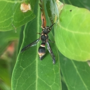 Eumeninae (subfamily) at Hackett, ACT - 8 Dec 2019 05:17 PM