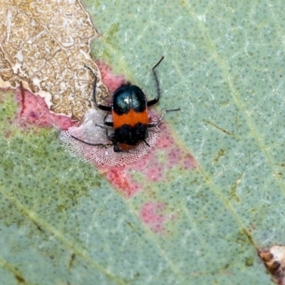 Dicranolaius bellulus (Red and Blue Pollen Beetle) at Holt, ACT - 7 Dec 2019 by AlisonMilton