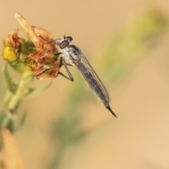 Cerdistus sp. (genus) (Slender Robber Fly) at Molonglo Valley, ACT - 8 Dec 2019 by AlisonMilton
