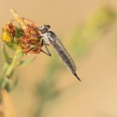 Cerdistus sp. (genus) (Slender Robber Fly) at Molonglo Valley, ACT - 7 Dec 2019 by AlisonMilton