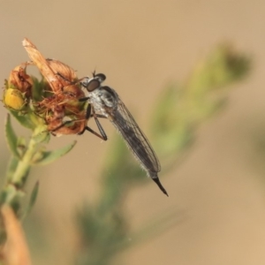 Cerdistus sp. (genus) at Molonglo Valley, ACT - 8 Dec 2019