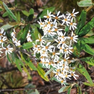 Olearia megalophylla at Cotter River, ACT - 7 Dec 2019