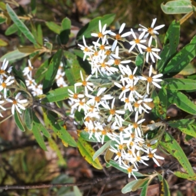 Olearia megalophylla (Large-leaf Daisy-bush) at Cotter River, ACT - 7 Dec 2019 by Harrisi